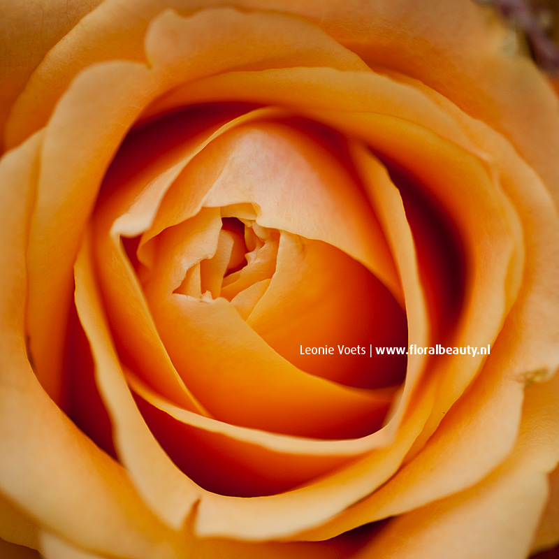 floralbeauty-imagingpeople-leonie-voets-rozen-03
